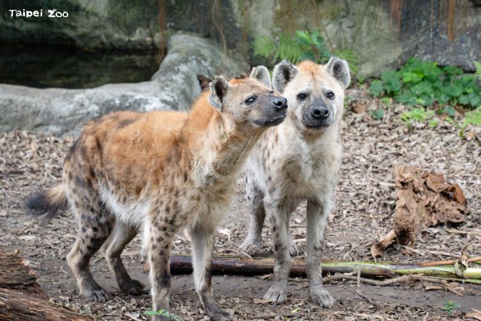 4月27日國際鬣狗日認識斑點鬣狗！別再誤會牠們是壞角色